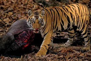 Boselaphus: Indian / Bengal Tiger - on the Blue bull / Nilgai kill