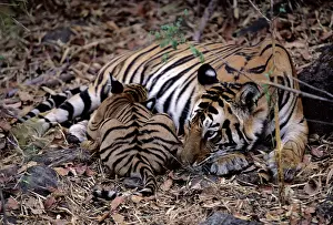 Tigresses: Indian / Bengal Tiger - with cub suckling