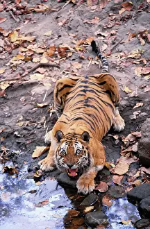Aggresive: Indian / Bengal Tiger - Named Charger'- the most