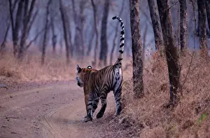 Urinating: Indian / Bengal Tiger - spray marking