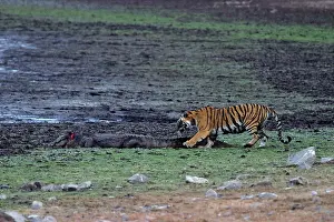 Casualty: Indian / Bengal Tiger - testing the Marsh Crocodile