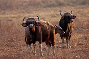 Gaurus: Indian Bison / Gaur