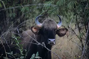 Gaurus: Indian Bison / Gaur - In the Bamboo forest