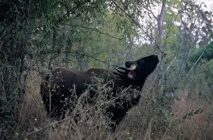 Gaurus: Indian Bison / Gaur - In the Bamboo forest
