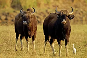 Gaurus: Indian Bison / Gaur - with Egret