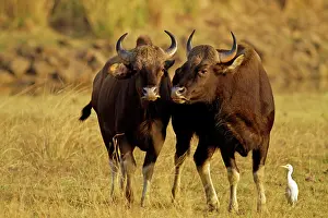 Gaurus: Indian Bison / Gaur - with Egret