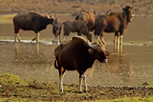 Gaurus: Indian Bison / Gaur - herd at lake