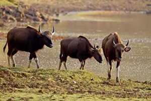 Gaurus: Indian Bison / Gaur - herd at lake