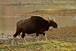 Gaurus: Indian Bison / Gaur - at lake
