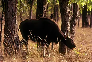 Gaurus: Indian Bison / Gaur - in the Sal forest