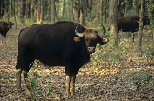 Indian Bison / Gaur - In the Sal forest