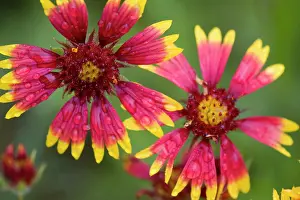 Blur: Indian Blanket Flower, Gaillardia pulchella