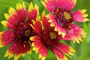 Blur: Indian Blanket Flower, Gaillardia pulchella