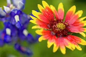 Blur: Indian Blanket, Gaillardia pulchella, and