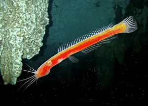 Assembly: Indian blind catfish, Horaglanis krishnai. Inside