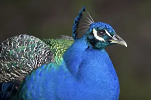 Arboretum: Indian Blue Peacock