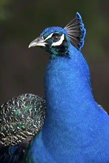 Arboretum: Indian Blue Peacock