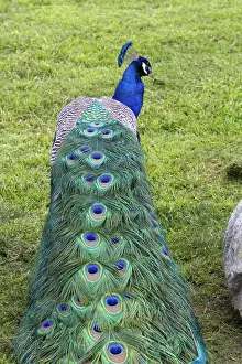 Arboretum: Indian Blue Peacock
