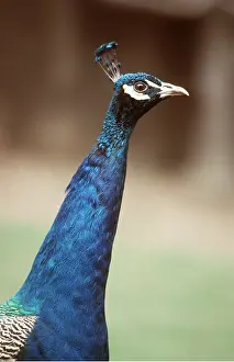 Crests: Indian blue PEACOCK / PEAFOWL - male
