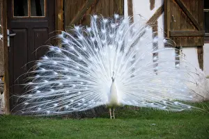 Peafowls: Indian Blue Peafowl male displaying