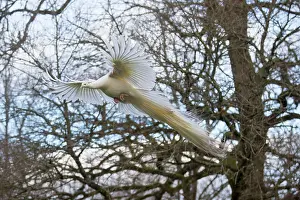Peafowls: Indian Blue Peafowl male in flight