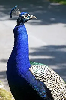 Islay: Indian / Blue Peafowl - male (Peacock) standing