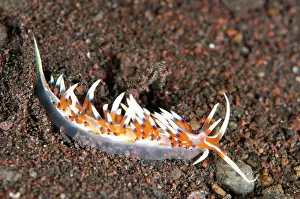 Cerata: Indian Caloria Nudibranch