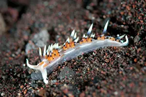Cerata: Indian Caloria Nudibranch