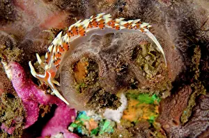Indica: Indian Caloria Nudibranch on coral on night dive