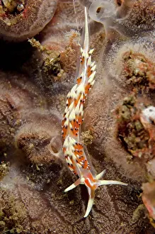 Indica: Indian Caloria Nudibranch on coral on night dive