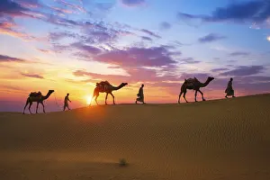 Typical: Indian cameleers camel drivers bedouin with camel