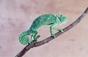 Chameleon: INDIAN CHAMELEON - on branch