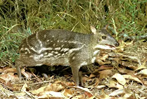 Chevrotains: Indian Chevrotain / Spotted Mouse Deer