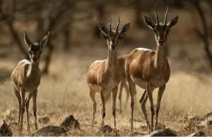 Chris Brunskill: Indian / Chinkara Gazelle - x three
