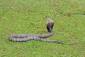 Naja: Indian Cobra