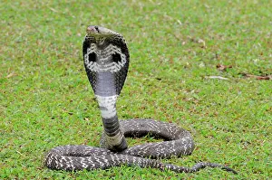 Naja: Indian Cobra