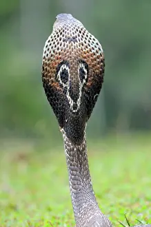 Naja: Indian Cobra