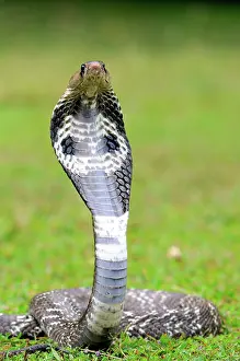 Naja: Indian Cobra