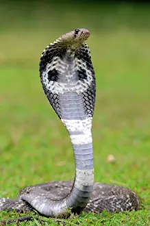 Naja: Indian Cobra