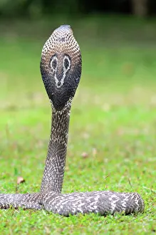 Naja: Indian Cobra
