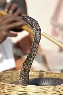 Elapidae: Indian Cobra