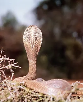 Cobras: INDIAN COBRA