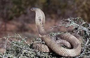 Cobras: INDIAN COBRA