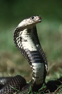 Cobras: INDIAN COBRA - Close up head, threat posture
