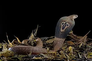 Threat: Indian cobra (Naja naja) on black background