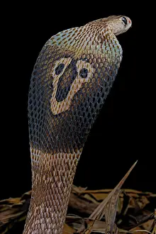 Threat: Indian cobra (Naja naja) on black background