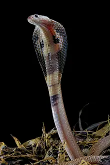 Threat: Indian cobra (Naja naja) on black background