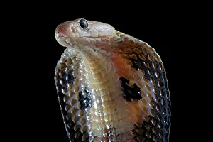 Threat: Indian cobra (Naja naja) on black background
