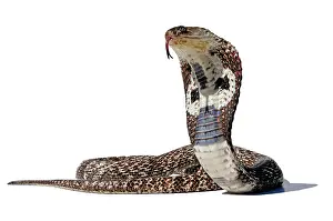 Smell: Indian Cobra (Naja), white background, captivity