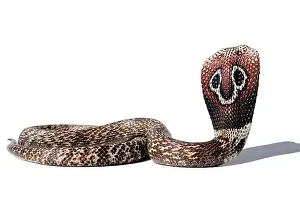 Naja: Indian Cobra (Naja), white background, captivity